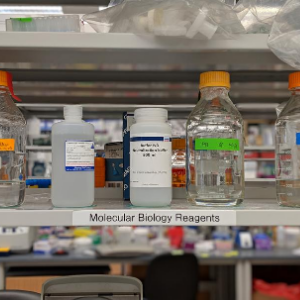 Photo of a shelf in a laboratory holding molecular biology reagents.