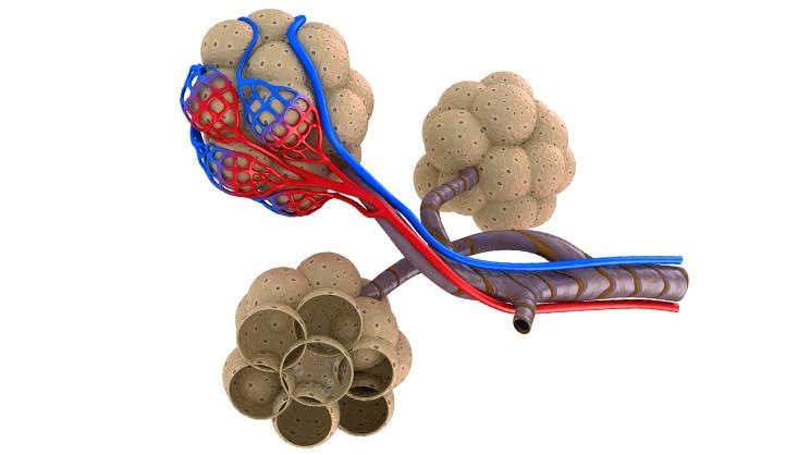 Artist rendition of distal lung tissue, specifically the alveoli, highlights the architectural challenge. Alveoli sacs fill with air during inspiration and have alternating convex and concave topography. These complicated structures are completely ensheathed in vasculature, and their diffusion-based interactions with blood over short distances leads to efficient gas transport. Image by iStockPhoto