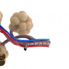 Artist rendition of distal lung tissue, specifically the alveoli, highlights the architectural challenge. Alveoli sacs fill with air during inspiration and have alternating convex and concave topography. These complicated structures are completely ensheathed in vasculature, and their diffusion-based interactions with blood over short distances leads to efficient gas transport. Image by iStockPhoto
