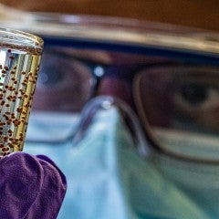 Sudip Mukherjee, a postdoctoral research associate at Rice University, displays a vial of alginate capsules loaded with mesenchymal stem cells. A study on rodents found that a four-week treatment with the capsules repaired most of the cardiac muscle damage caused by a heart attack. (Photo by Jeff Fitlow/Rice University)