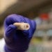 A prototype of the implantable Hybrid Advanced Molecular Manufacturing Regulator