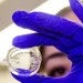 Implanted cell capsules held by a blue gloved hand